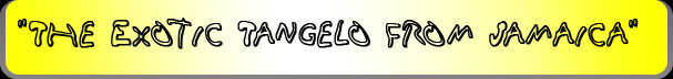 The Exotic Tangelo From Jamaica